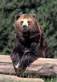 Bear-1-.grizzly.jpeg